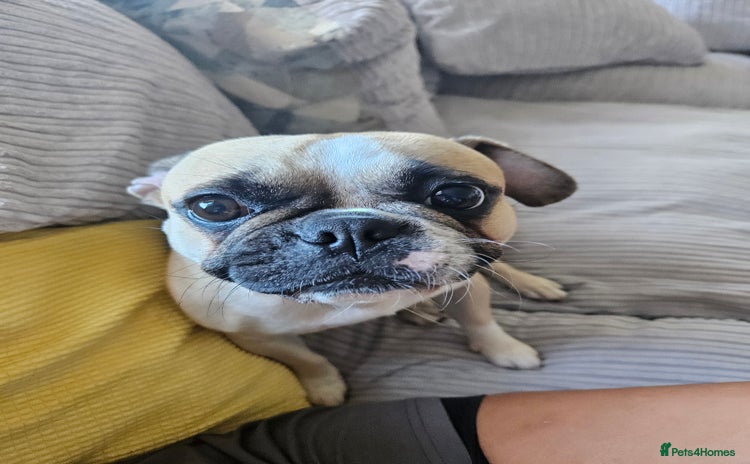 Frug dogs - Advert 1