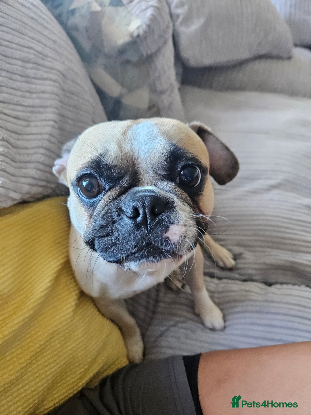 Frug dogs for sale: Miss Ginny (FRUG) - Image 1