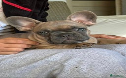 French Bulldog dogs for sale: 💔 Looking for a New Home - Image 5