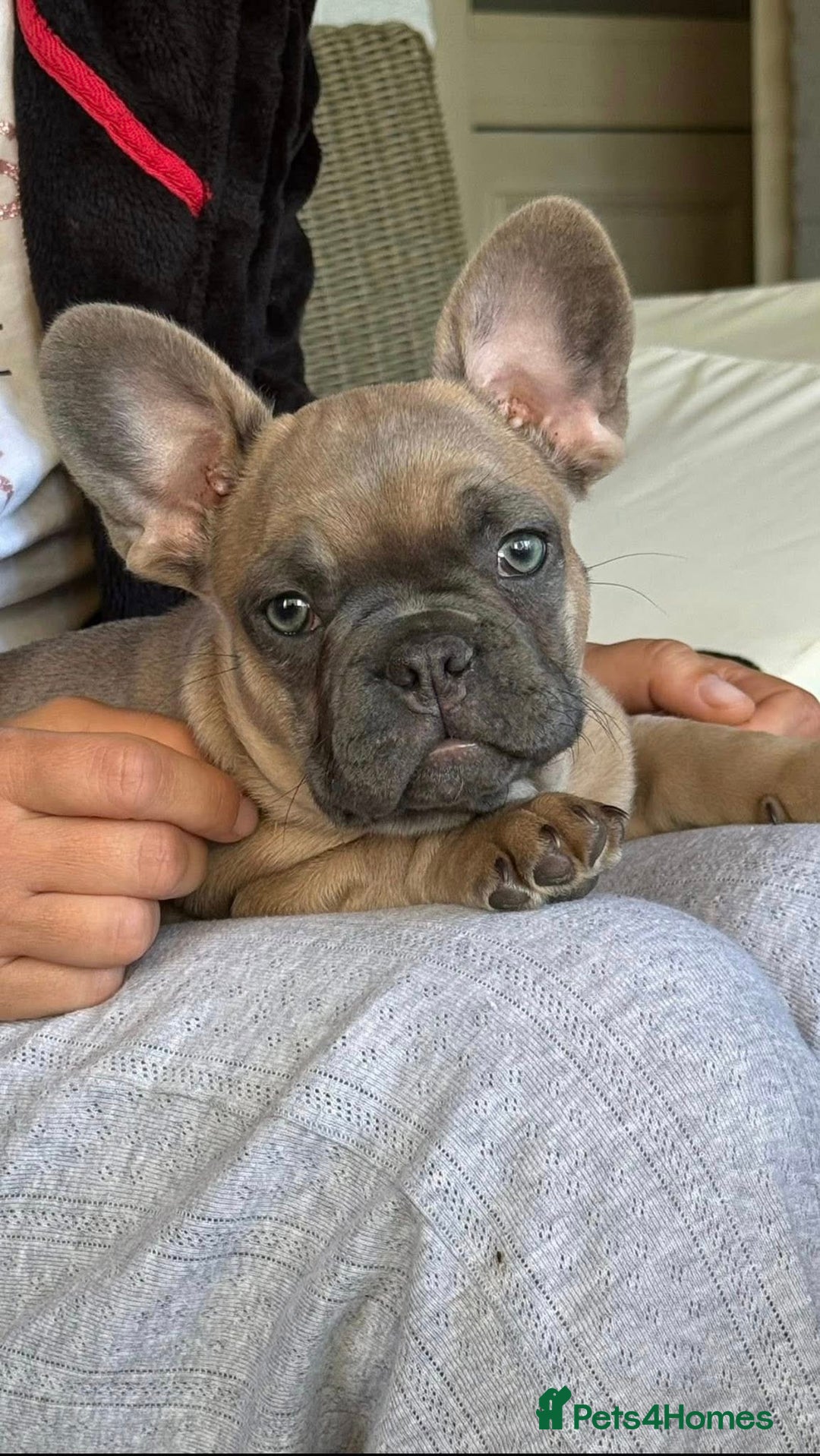 French Bulldog dogs for sale: 💔 Looking for a New Home - Image 5