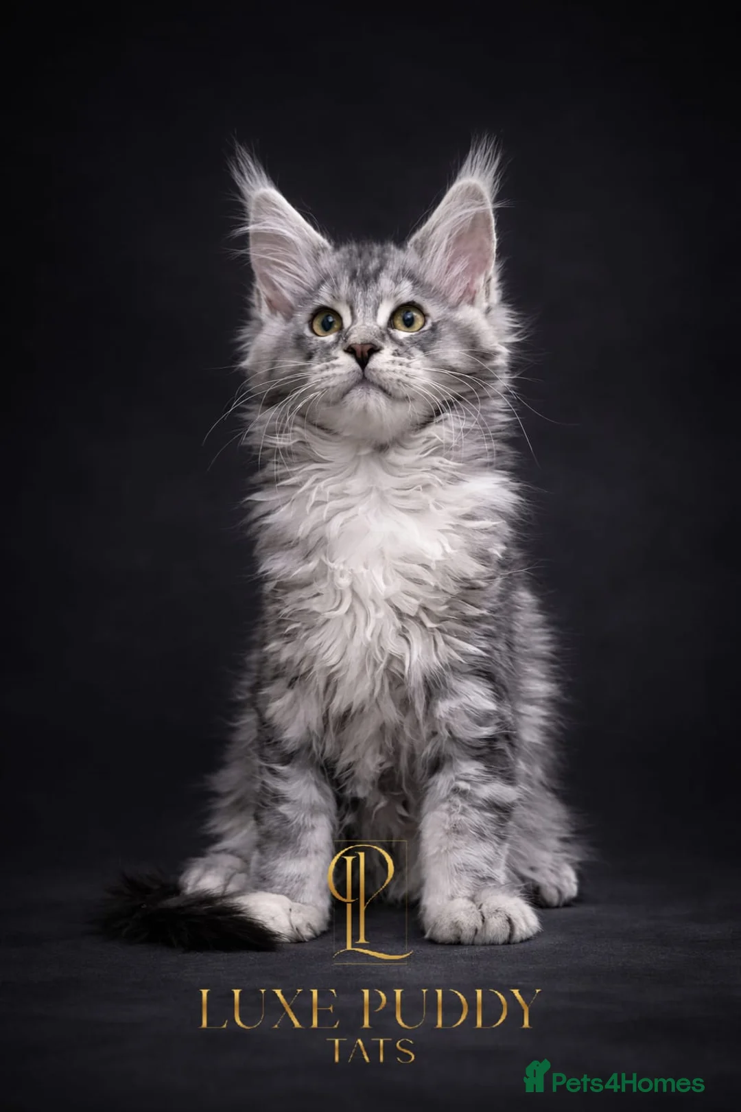 Maine Coon cats for sale: Championline maine coon kittens - Advert 2