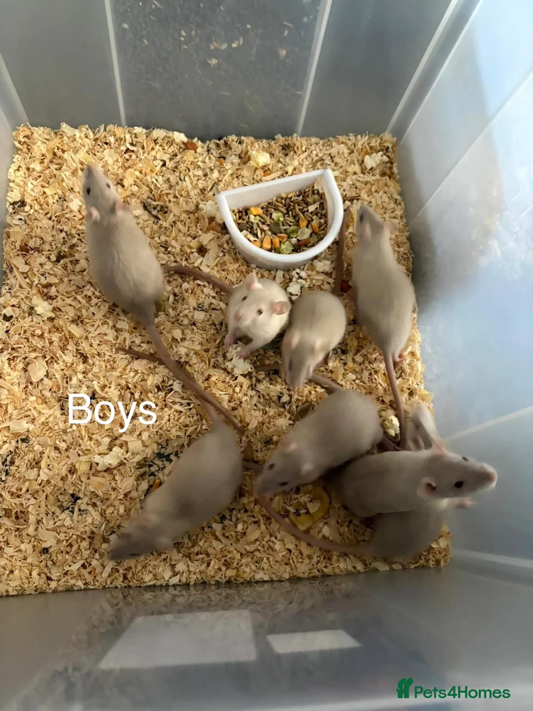 Rat rodents for sale: Beautiful friendly baby rats  - Advert 2