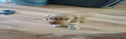 Cocker Spaniel dogs for sale: Last pup Show type cocker spaniel puppies  - Advert 7