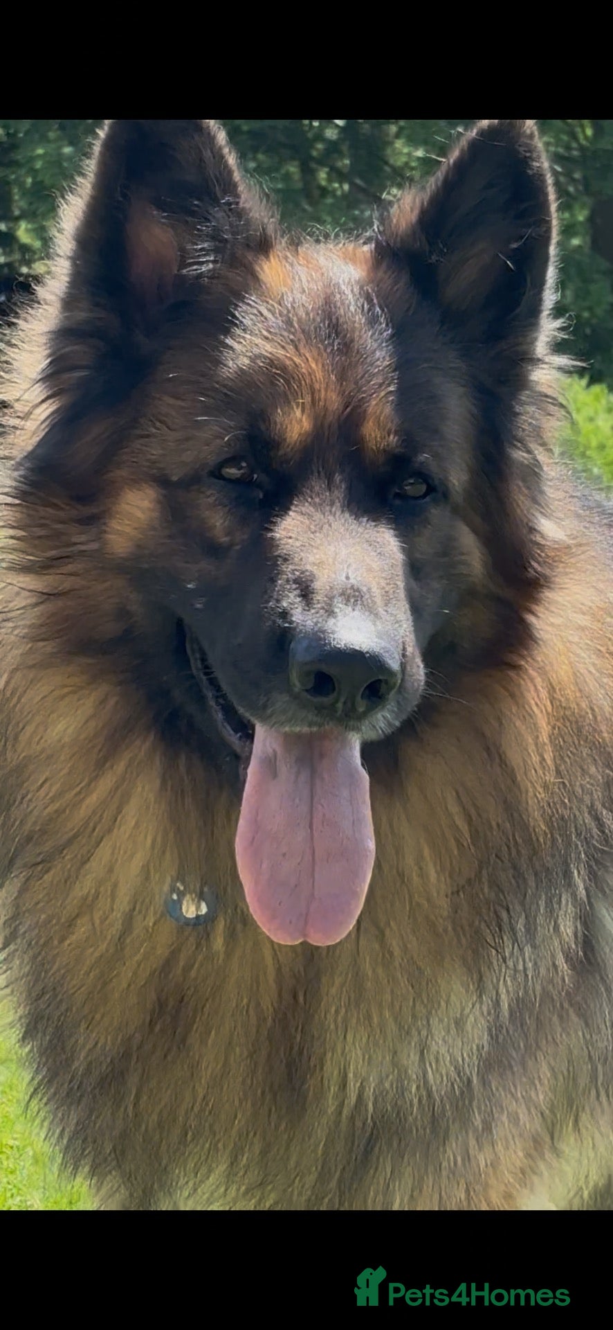 German Shepherd dogs GSD MALE 4yrs old 💙🐾 (2022) Long Double Coated  - Advert 5