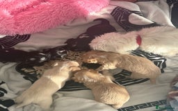 Morkie dogs for sale: Morkie puppies  - Advert 10