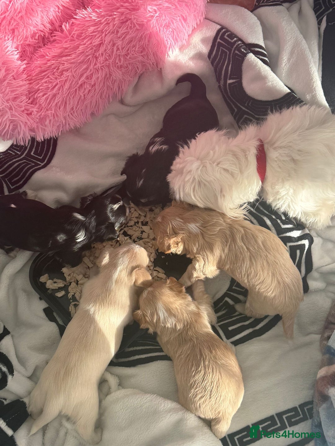 Morkie dogs for sale: Morkie puppies  - Advert 10