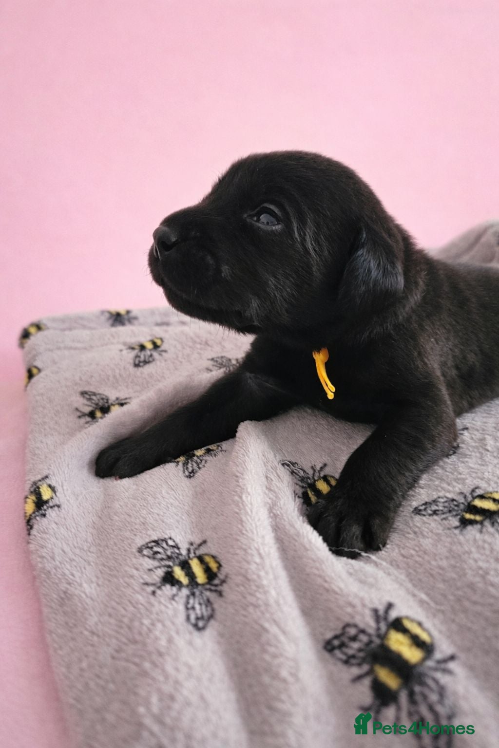 Labrador Retriever dogs Black Labrador retriever puppies KC registered  - Advert 2