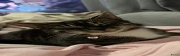 Domestic Shorthair cats for sale: Cat for sale  in Stoke-on-Trent - Advert 2