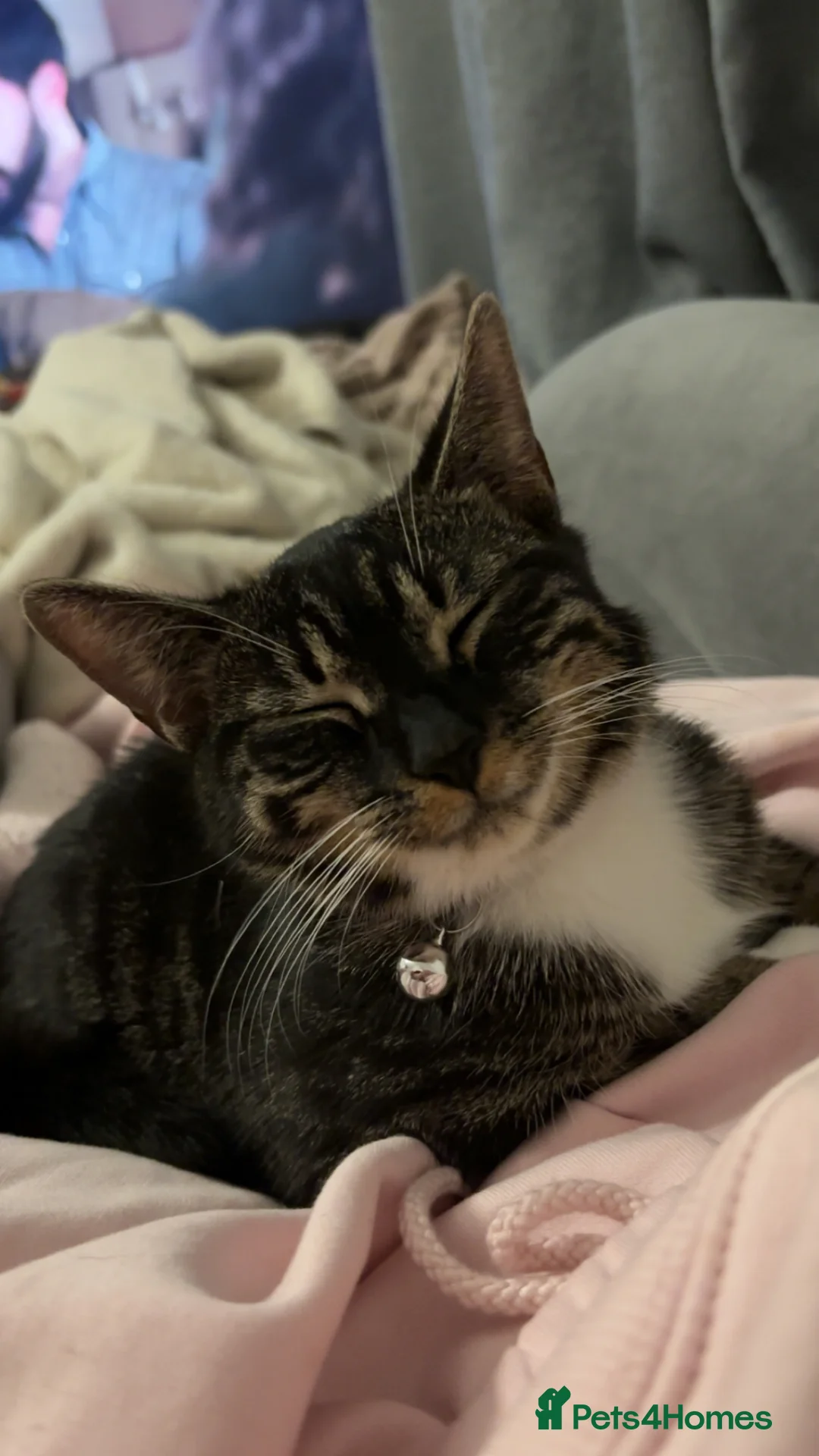 Domestic Shorthair cats for sale: Cat for sale  in Stoke-on-Trent - Advert 2