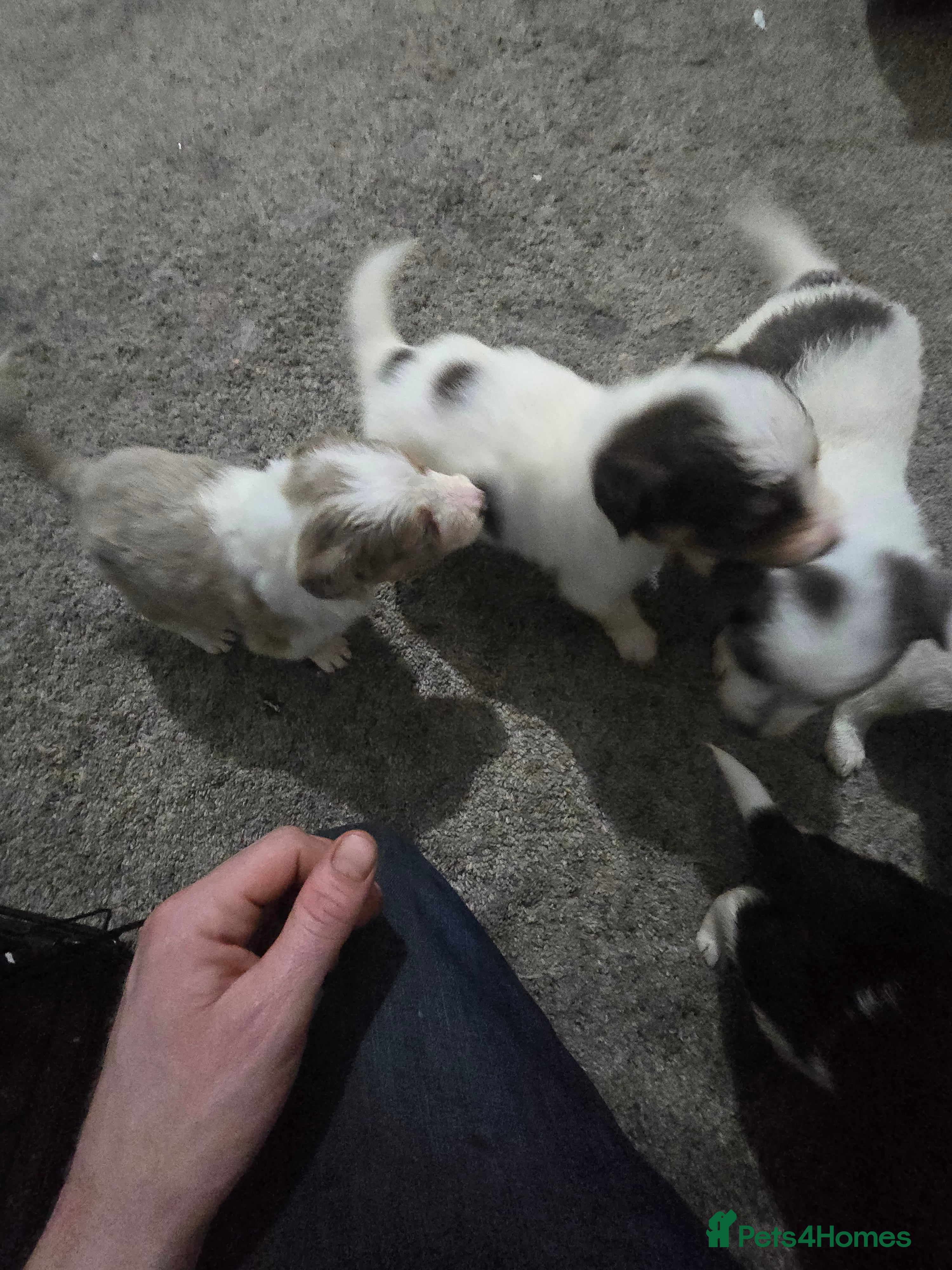 Border Collie dogs Beautiful litter of red merle border collies - Advert 1