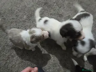 Border Collie dogs Beautiful litter of red merle border collies - Advert 1