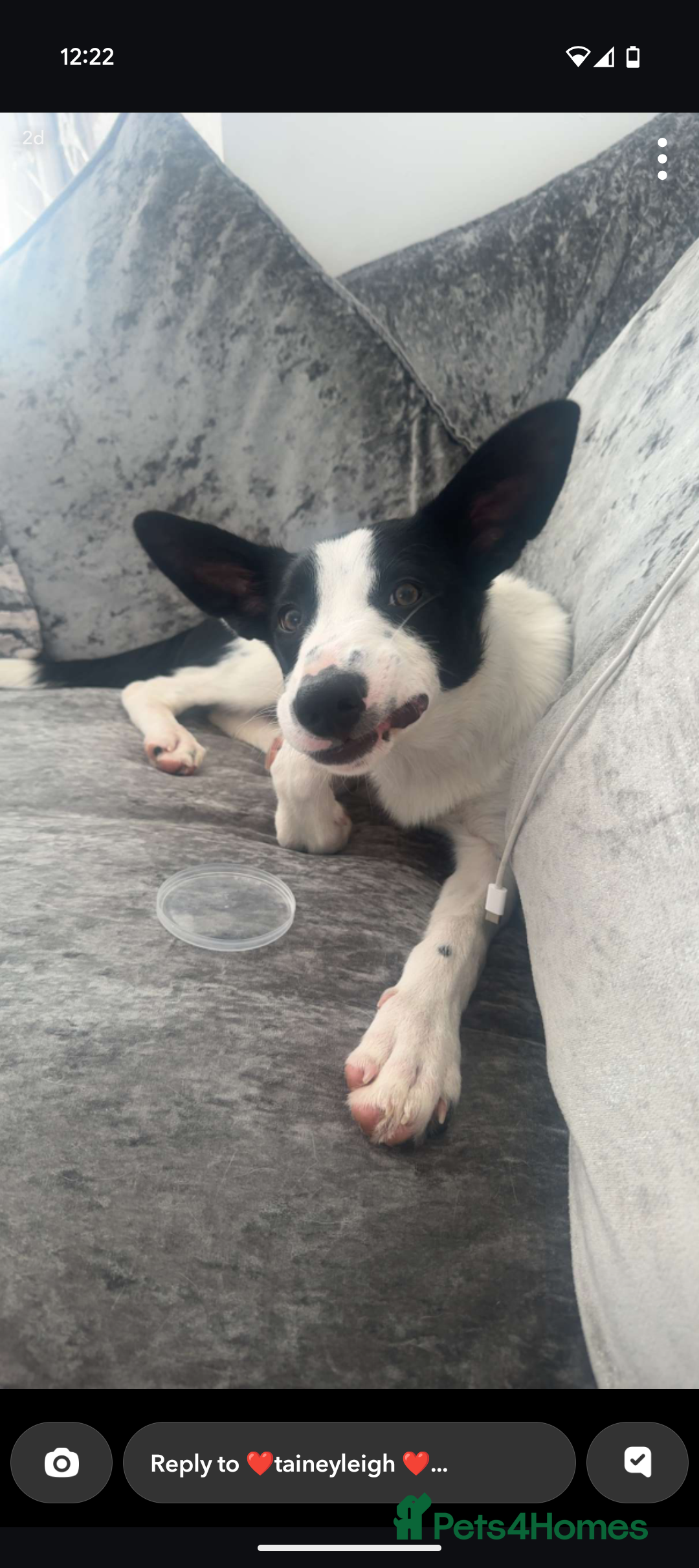 Border Collie dogs for sale: Luna  - Advert 7