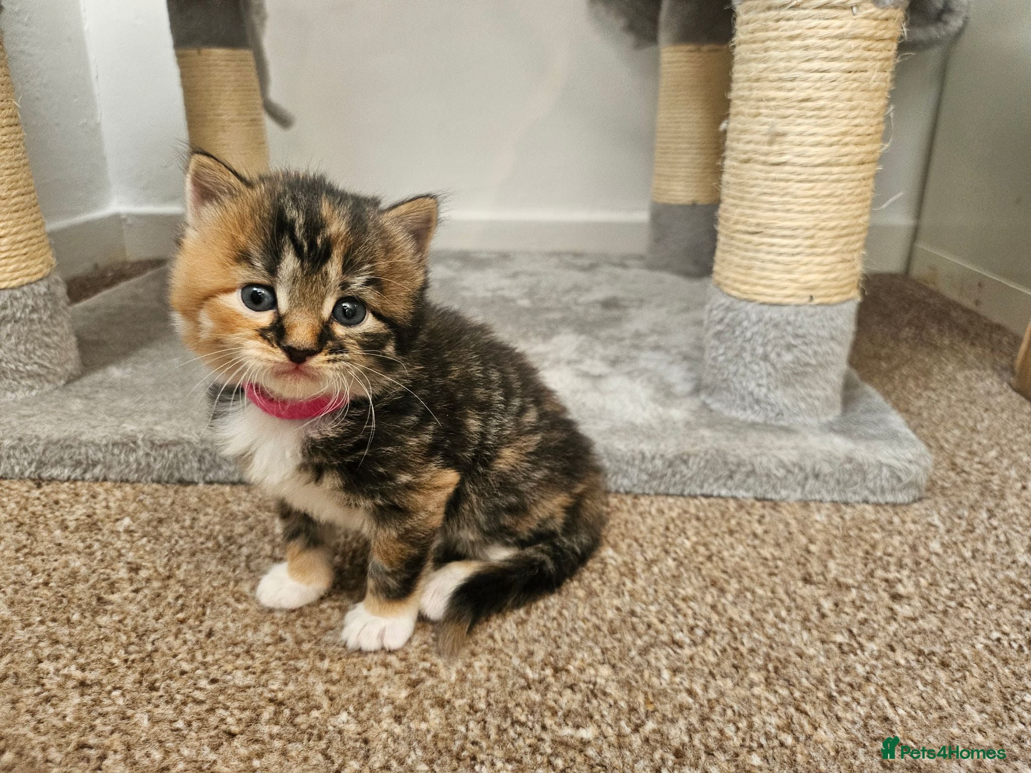 Mixed Breed cats Beautiful Kittens Looking For Their Forever Homes. - Advert 16