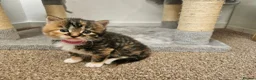 Mixed Breed cats for sale: Beautiful Kittens Looking For Their Forever Homes. - Advert 1