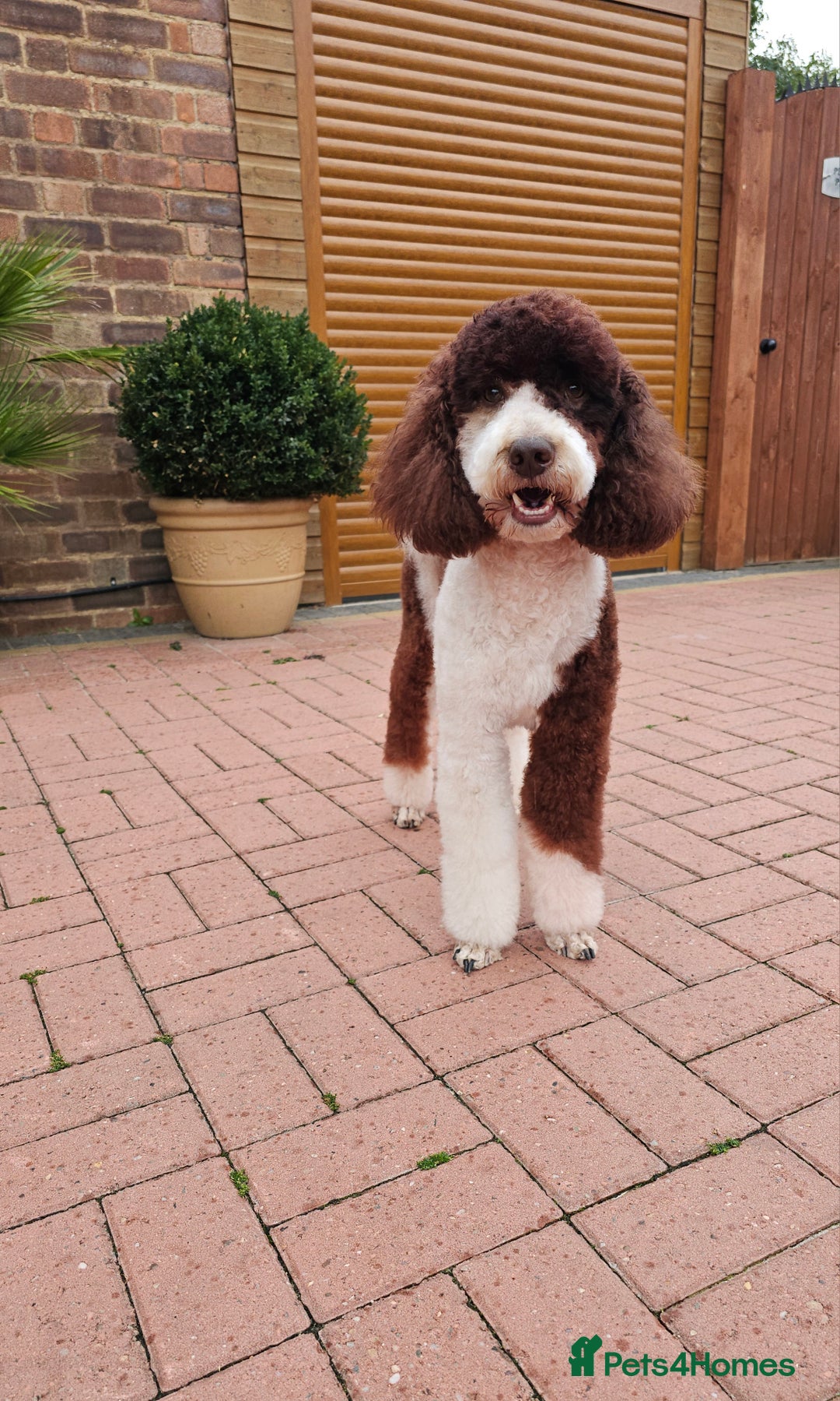 Bernedoodle dogs for stud: STUNNING MOYEN POODLE FULLY HEALTH TESTED  - Advert 25