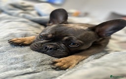 French Bulldog dogs for sale: 3 Year old French Bulldog - Image 1
