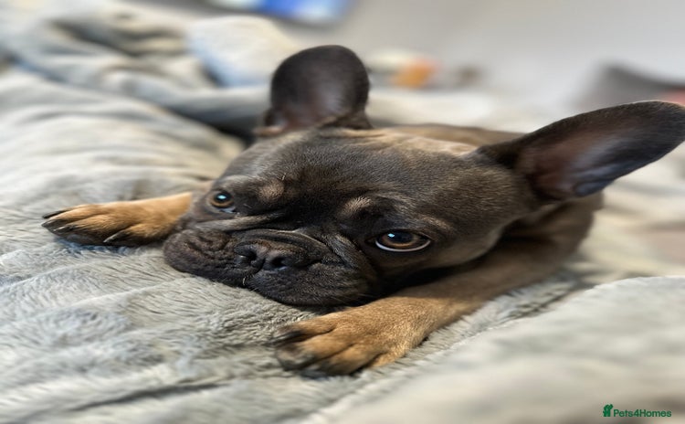 French Bulldog dogs - Advert 2