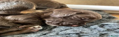 Cocker Spaniel 5