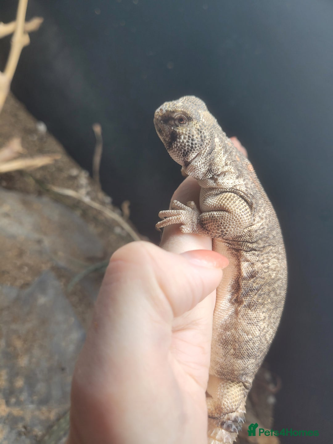 Lizard reptiles for sale: Uromastyx thomasi female  - Image 5
