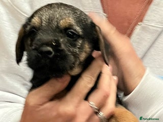 Border Terrier dogs 🐾 Adorable Border Terrier Puppies! 🐾 - Advert 3