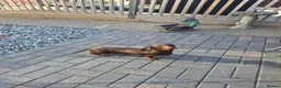 Miniature Dachshund dogs for sale: Darling wilma Looking for Her Retirement Home - Advert 6