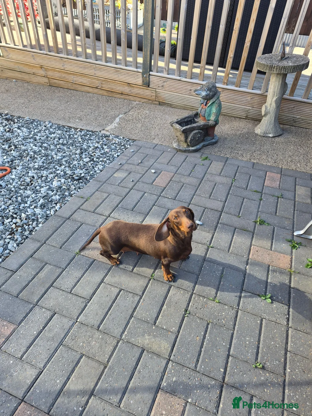 Miniature Dachshund dogs for sale: Darling wilma Looking for Her Retirement Home - Advert 6