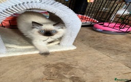 Ragdoll cats for sale: Pure breed ragdolls - Image 8