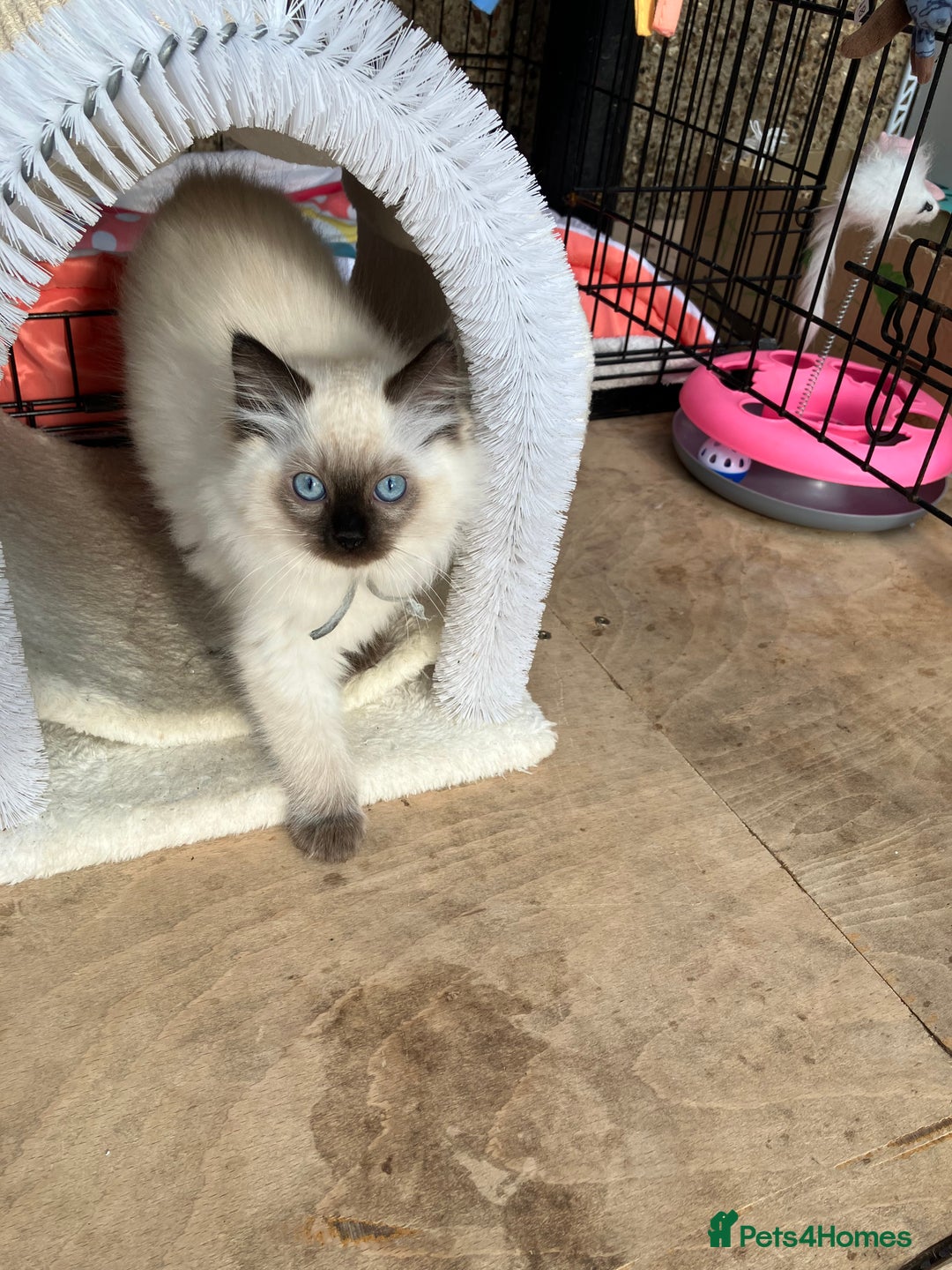 Ragdoll cats for sale: Pure breed ragdolls - Image 8