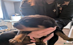 Rottweiler dogs for sale: Stunning Rottweiler pups  - Image 20