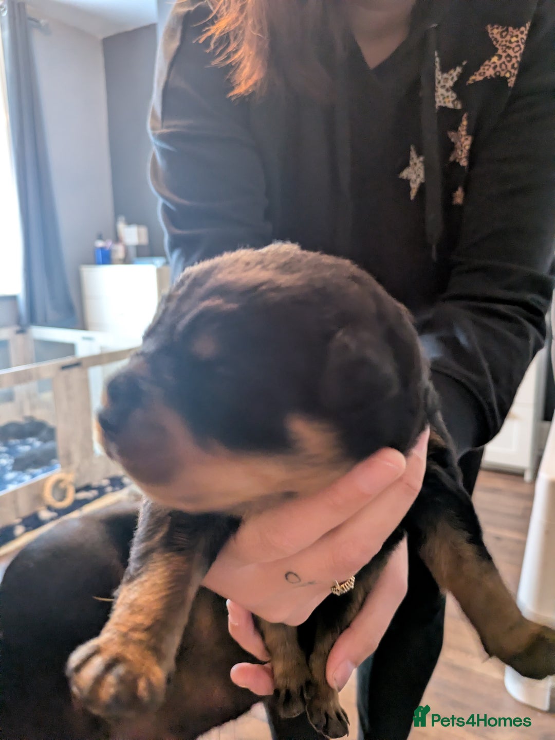 Rottweiler dogs for sale: Stunning Rottweiler pups  - Image 20