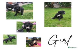 Mixed Breed dogs for sale: Ready to collect – Cane Corso puppies  - Image 5