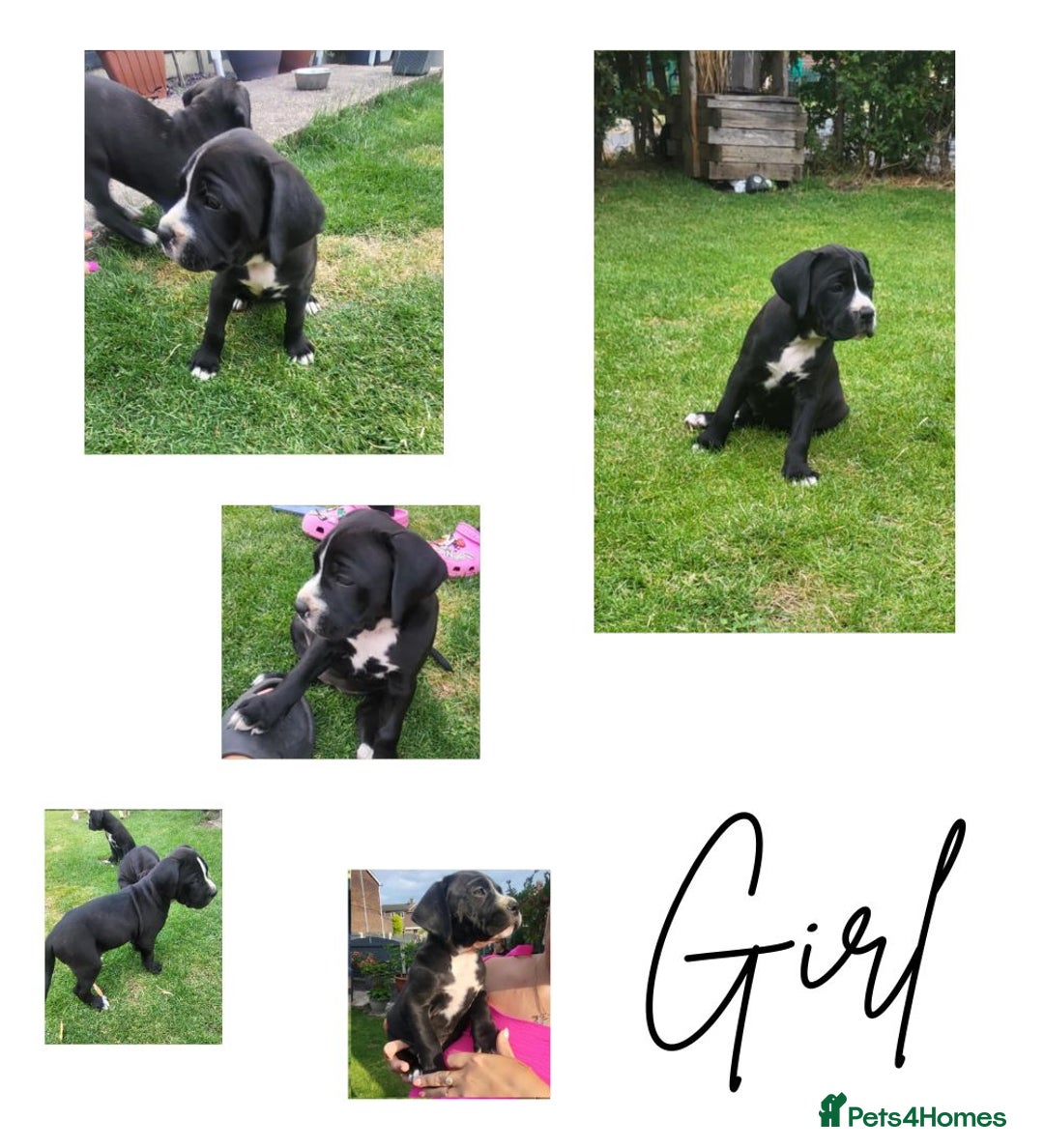 Mixed Breed dogs for sale: Ready to collect – Cane Corso puppies  - Image 5