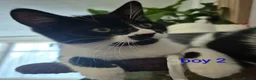 British Shorthair cats for sale: Kittens  - Advert 5