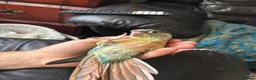 Conures birds for sale: Conure Babies (4 Available 1 Sold) in Greenford - Advert 5