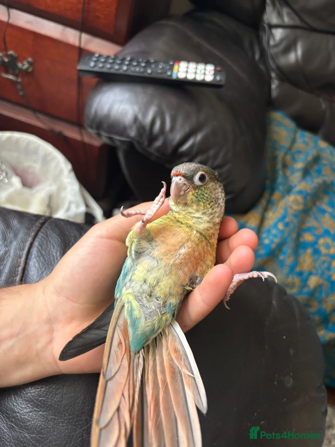 Conures birds for sale: Conure Babies (4 Available 1 Sold) in Greenford - Advert 5