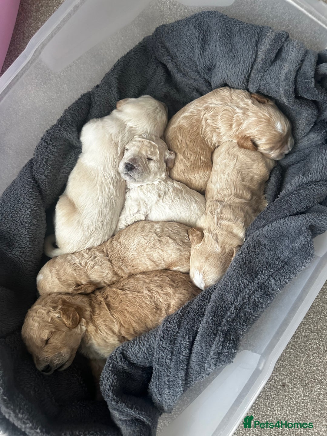 Labradoodle dogs for sale: Miniature labradoodle puppy girl  - Image 8
