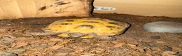 Tortoise reptiles for sale: Horefield Tortoise in Worthing - Advert 2