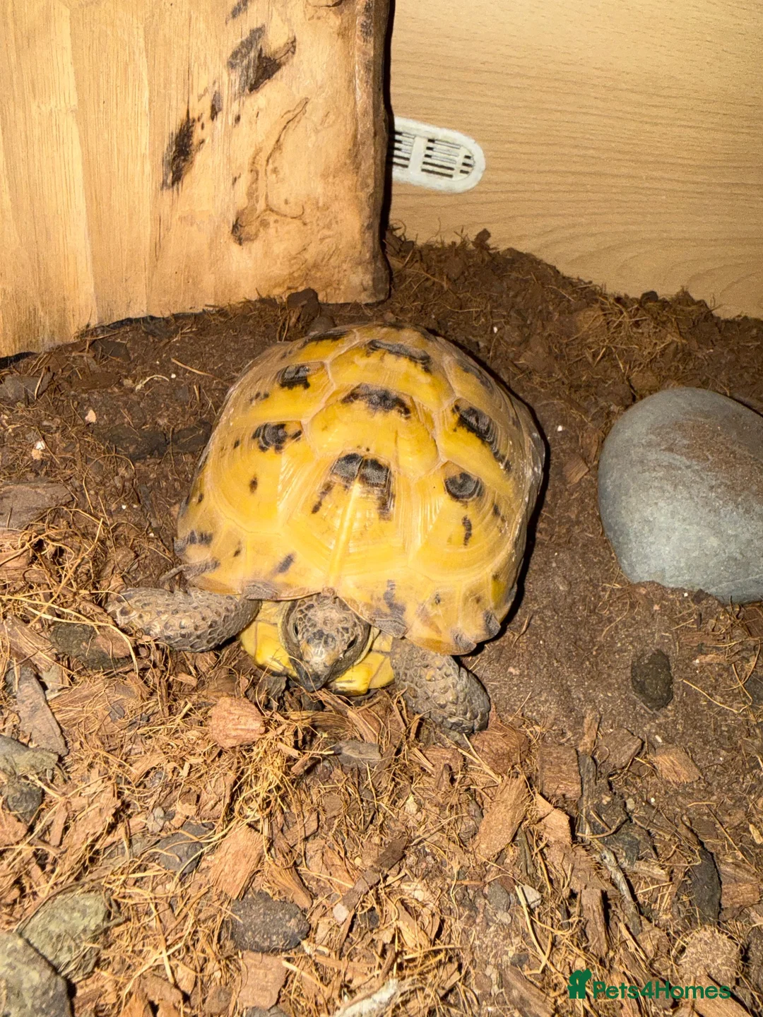 Tortoise reptiles for sale: Horefield Tortoise in Worthing - Advert 2