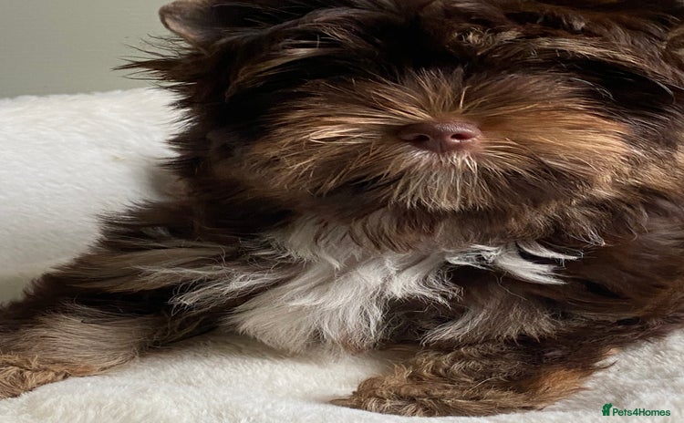 Yorkshire Terrier dogs - Advert 1