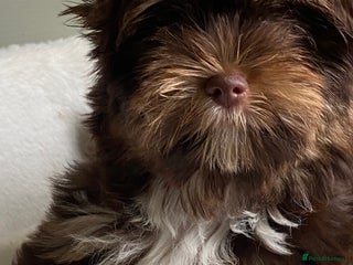 Yorkshire Terrier dogs for sale - Advert 1