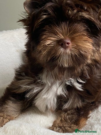 Yorkshire Terrier dogs - Advert 1