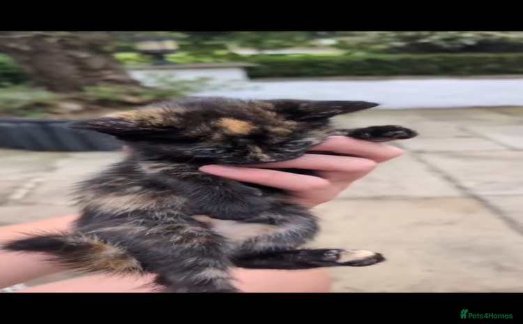 Mixed Breed cats - Advert 1