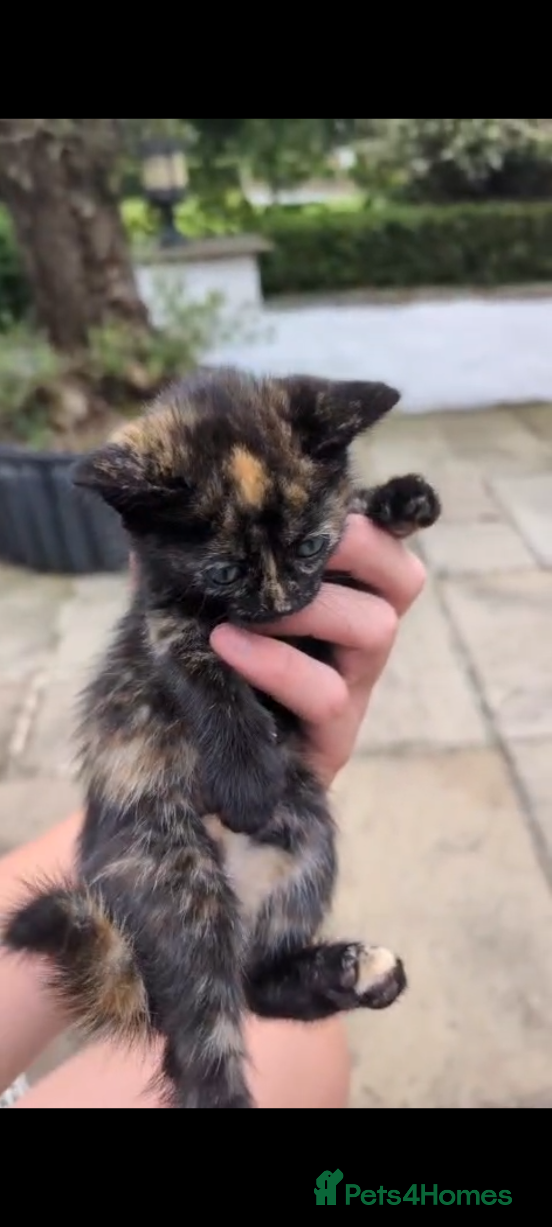 Mixed Breed cats for sale: 1 Adorable Black Male Kitten - Image 2