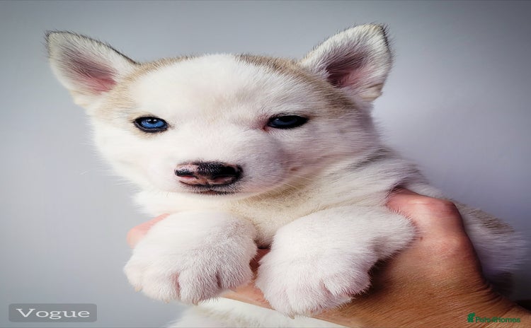 Siberian Husky dogs - Advert 1