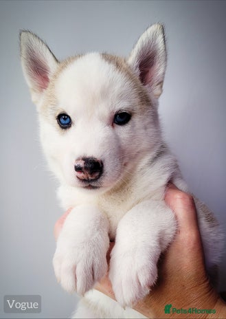 Siberian Husky dogs - Advert 9