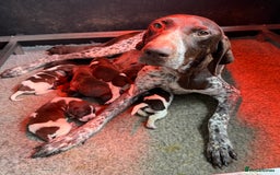 German Shorthaired Pointer dogs for sale: KC Reg GSP Pups Health Tested parents. DNA Tested  - Image 6