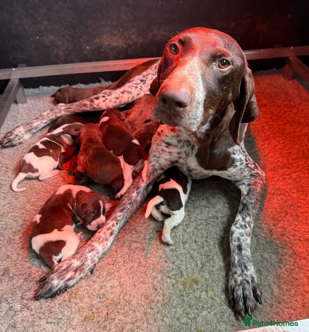 German Shorthaired Pointer dogs for sale: KC Reg GSP Pups Health Tested parents. DNA Tested  - Image 6