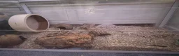 Mouse rodents for sale: selling 5 mice and bucatstate cage in Leeds - Advert 2