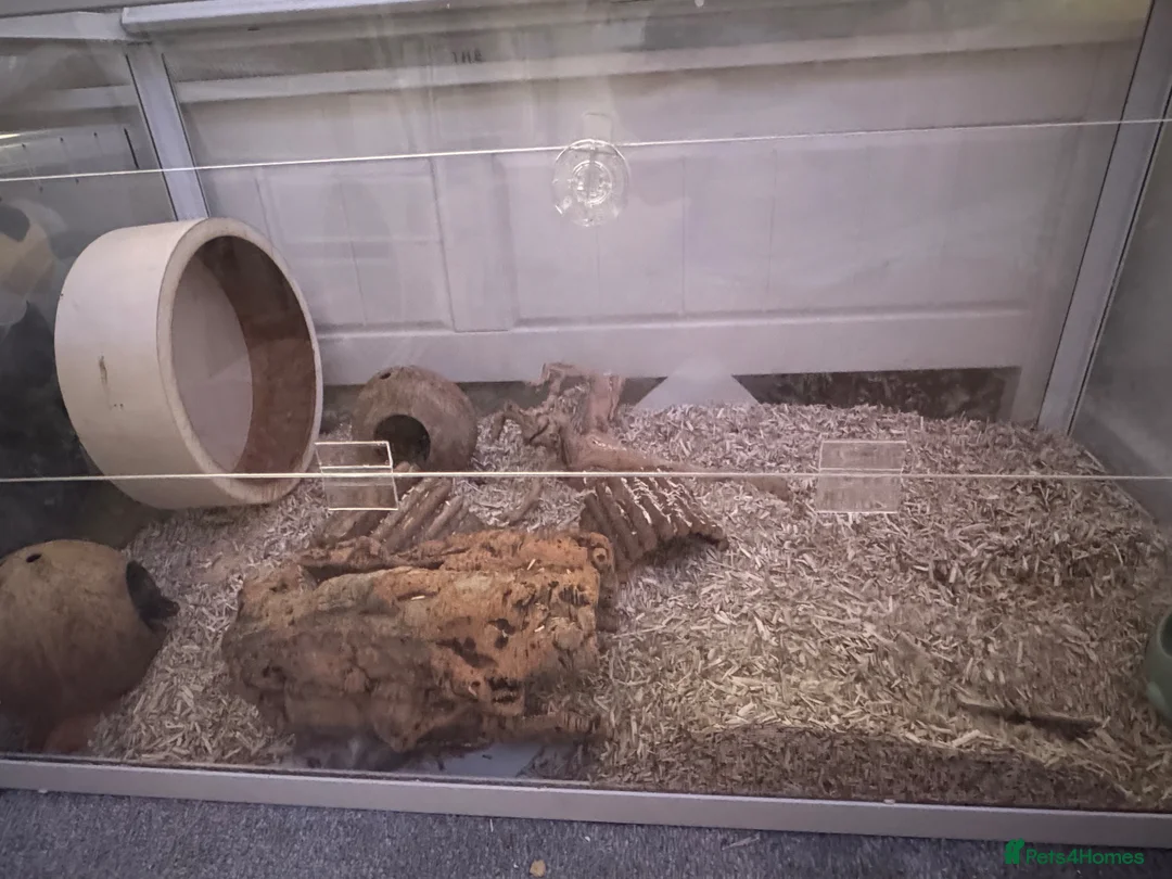 Mouse rodents for sale: selling 5 mice and bucatstate cage in Leeds - Advert 2