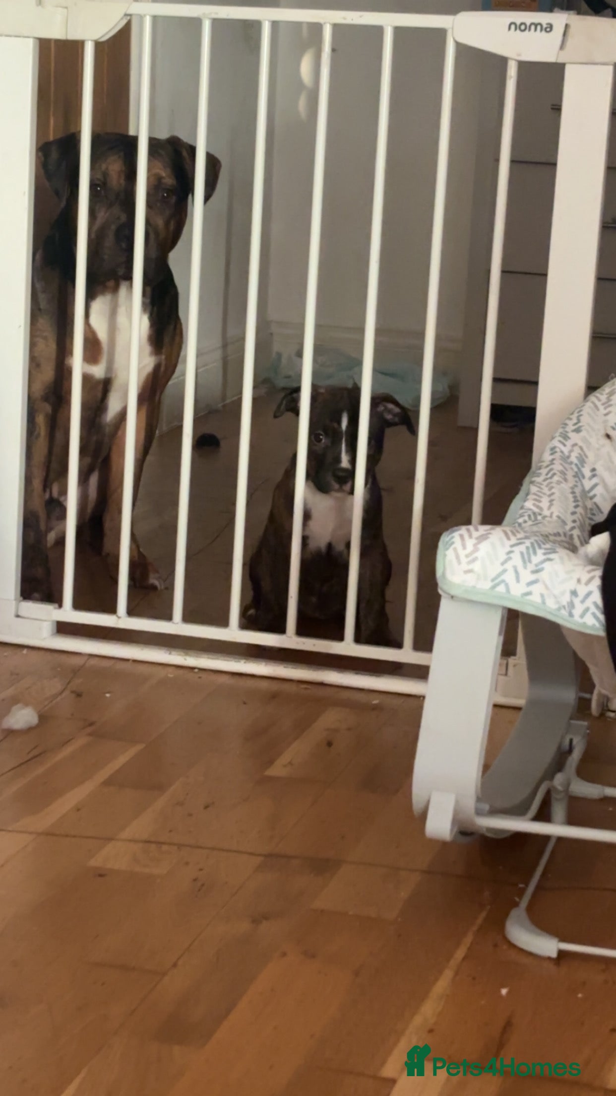 American Bully dogs American bully  - Advert 2